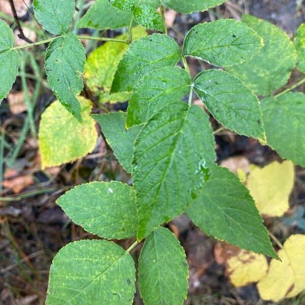 Rubus occidentalis Fuelha