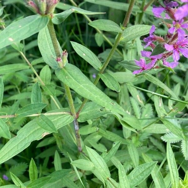 Lythrum salicaria Fuelha