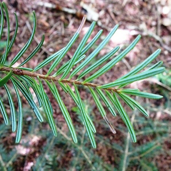 Abies alba Yaprak