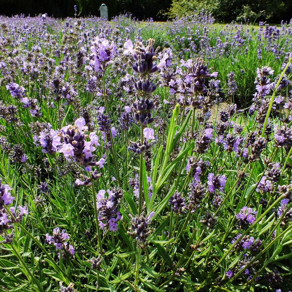 Lavandula angustifolia Blüte