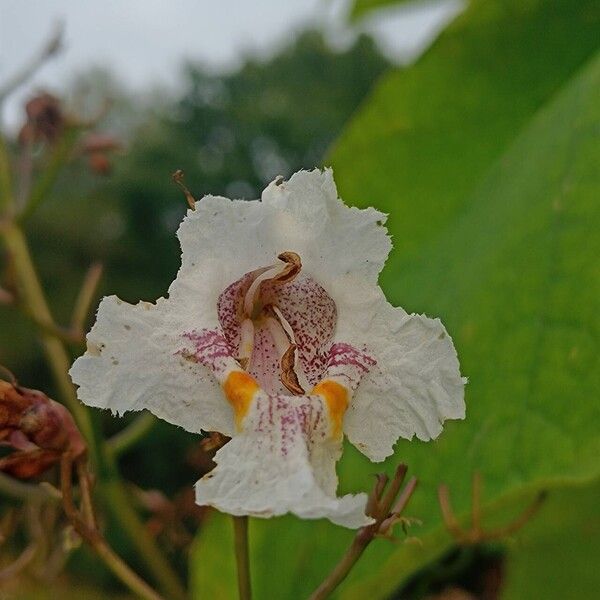 Catalpa ovata Blodyn