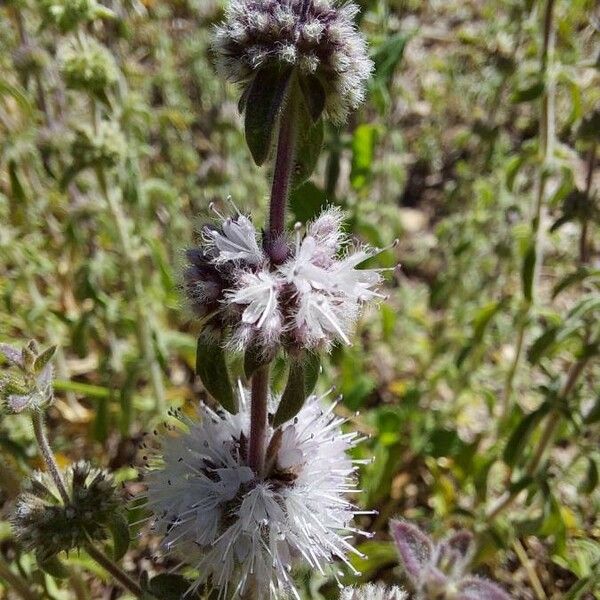 Mentha pulegium Virág