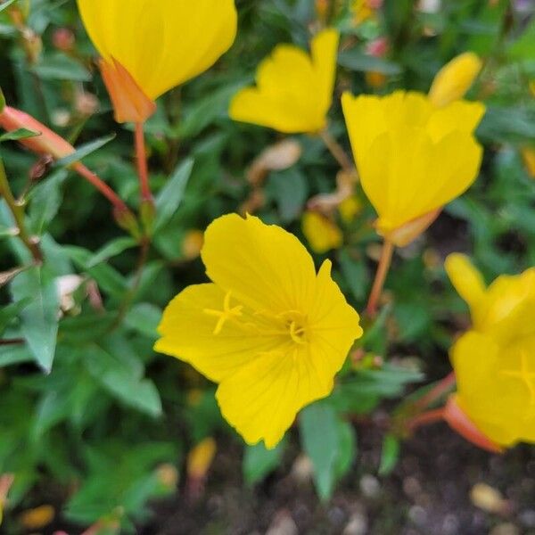 Oenothera fruticosa Flor