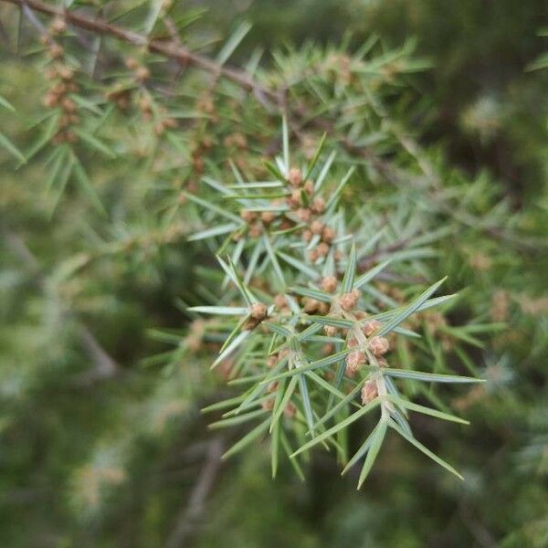 Juniperus communis 叶