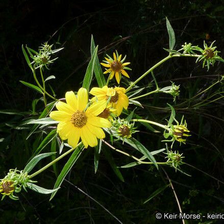 Helianthus californicus Flower