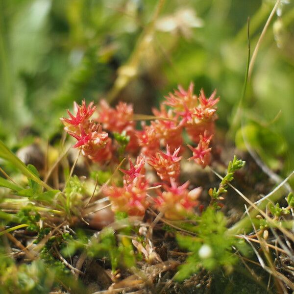 Sedum cespitosum Flower