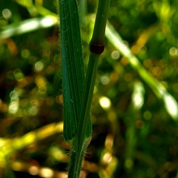 Poa trivialis Leaf