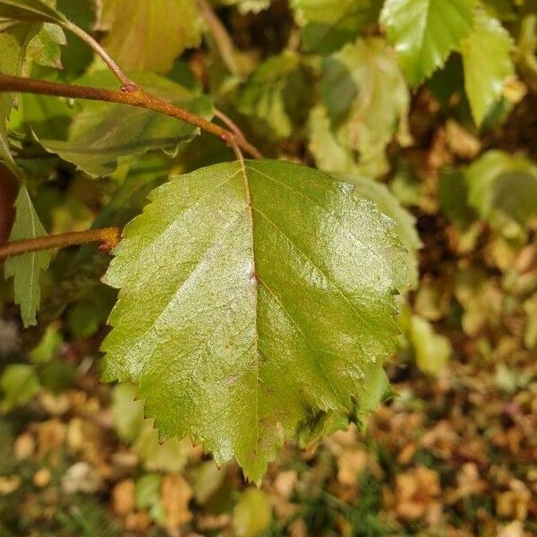 Betula occidentalis ഇല