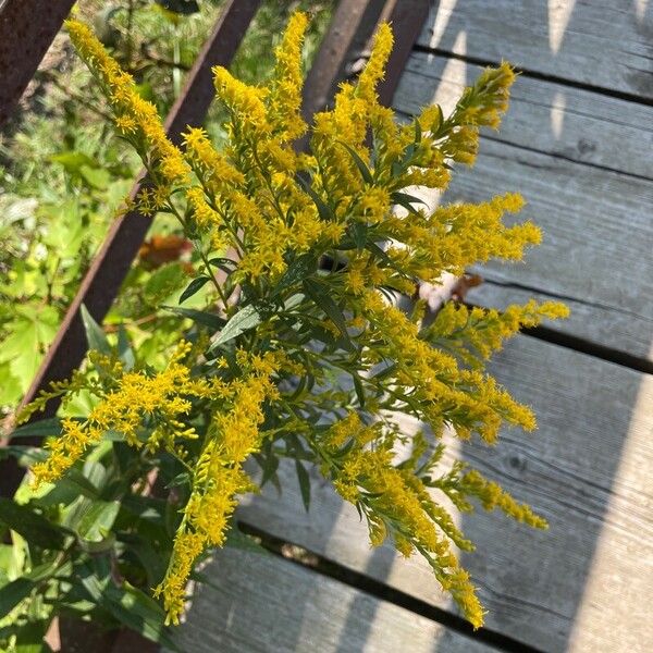 Solidago rugosa Kukka