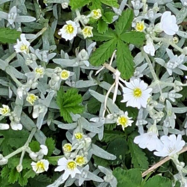 Cerastium biebersteinii Kvet