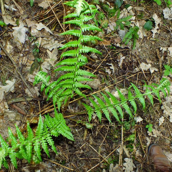 Polystichum braunii Hábito