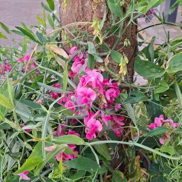 Lathyrus odoratus Fiore