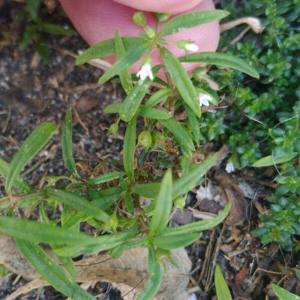 Oldenlandia corymbosa Цвят