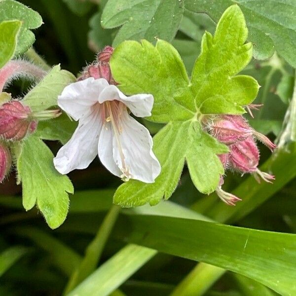 Geranium macrorrhizum Flor