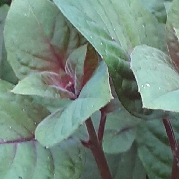 Fuchsia triphylla Leht