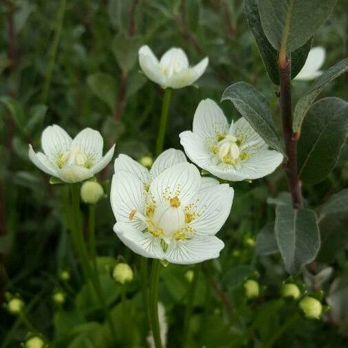 Parnassia palustris Цвят