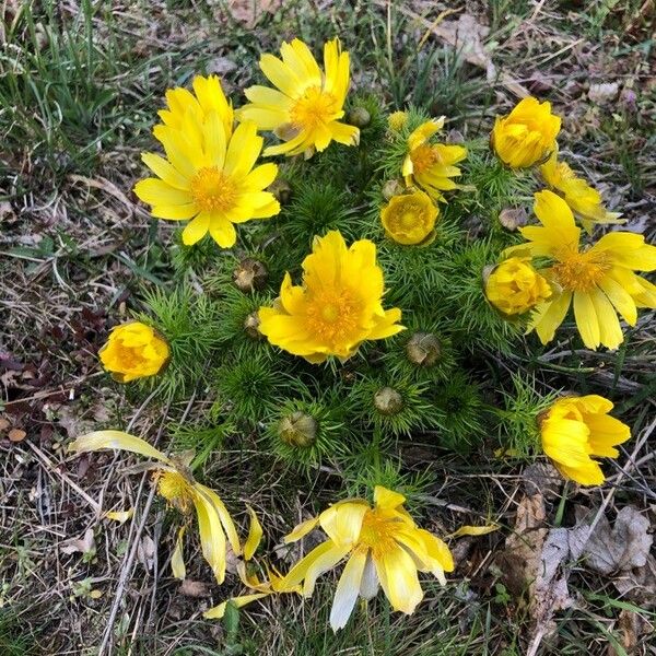 Adonis vernalis Кветка