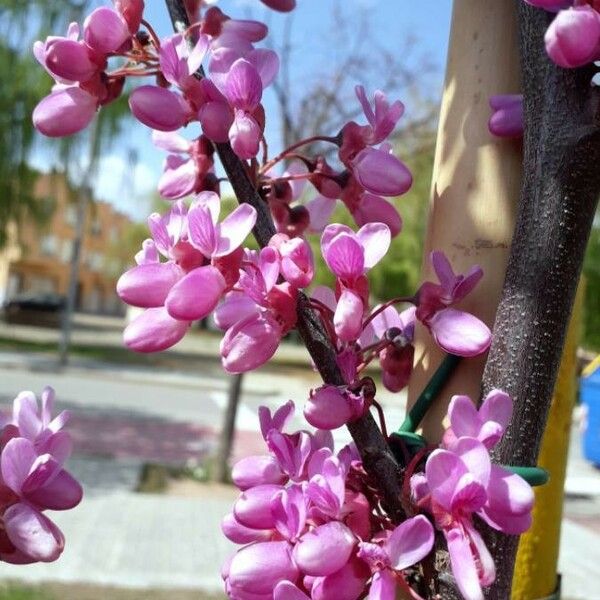 Cercis siliquastrum Cvet