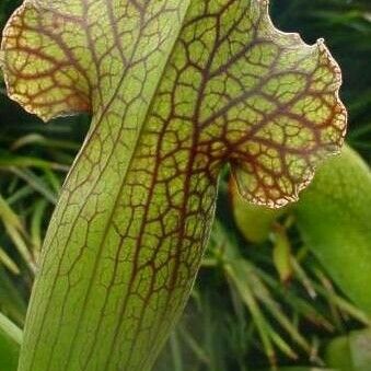 Sarracenia purpurea Leaf