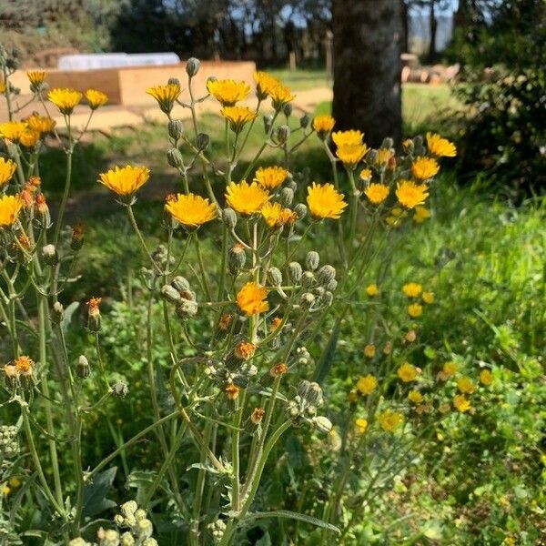 Crepis setosa Flower