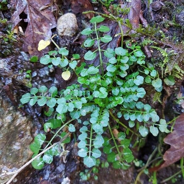 Cardamine flexuosa Leaf