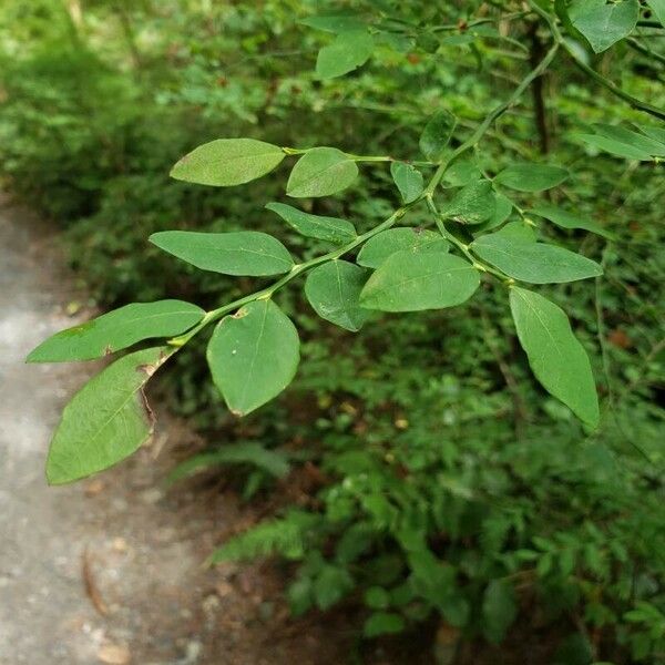 Vaccinium parvifolium Leaf