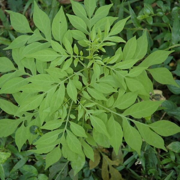 Solanum seaforthianum Yaprak