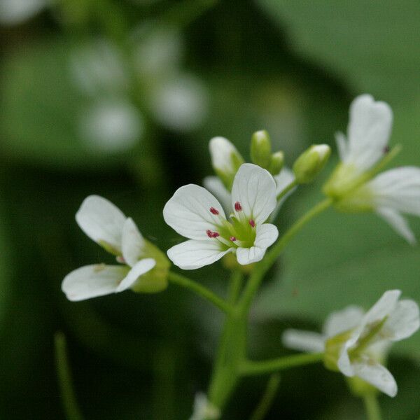 Cardamine amara Blomst