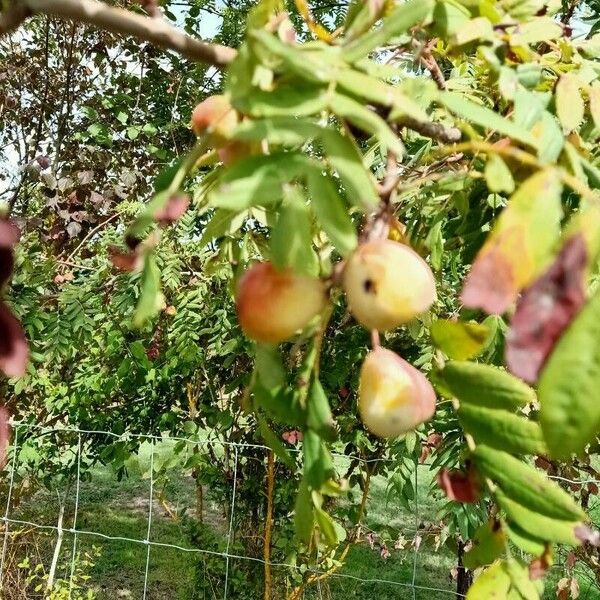 Sorbus domestica ফল