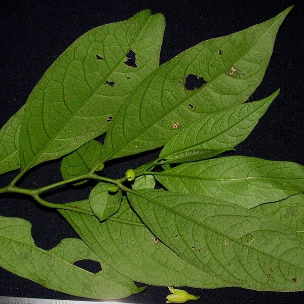 Cuatresia riparia
