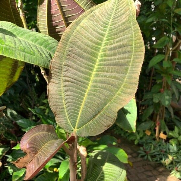 Miconia calvescens Blad