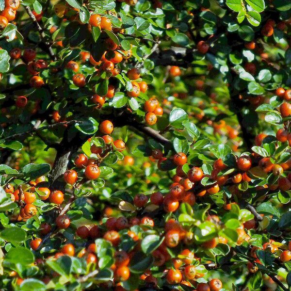 Cotoneaster hjelmqvistii 果