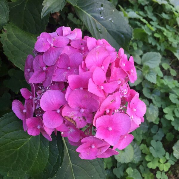 Hydrangea macrophylla Blomma