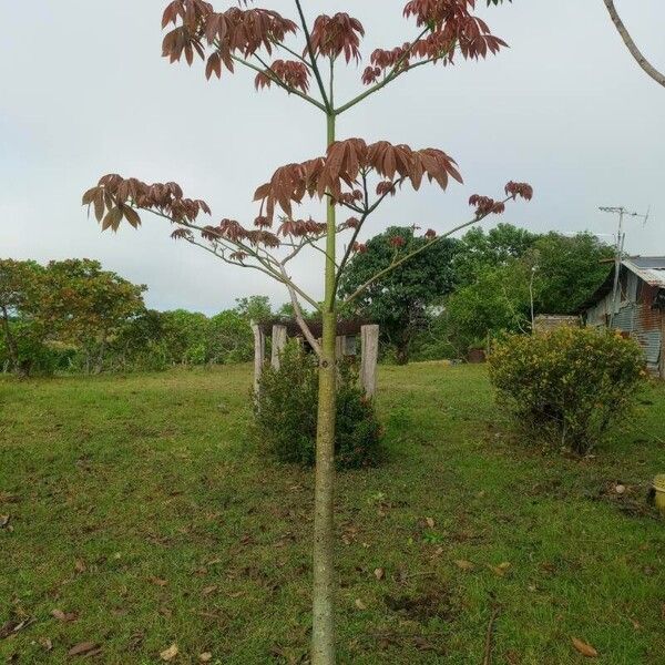 Ceiba pentandra Yeri