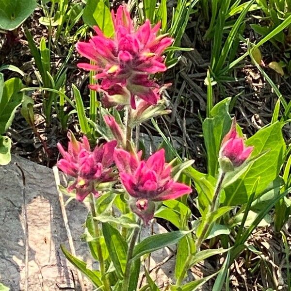 Castilleja parviflora Floare