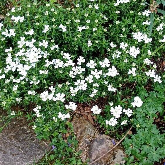 Iberis sempervirens Habit