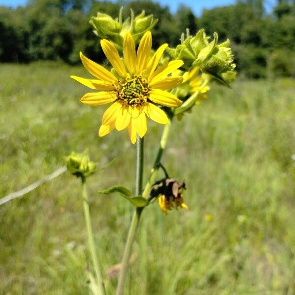 Silphium integrifolium ফুল