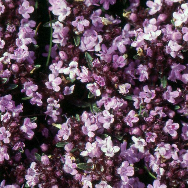 Thymus nervosus Floro