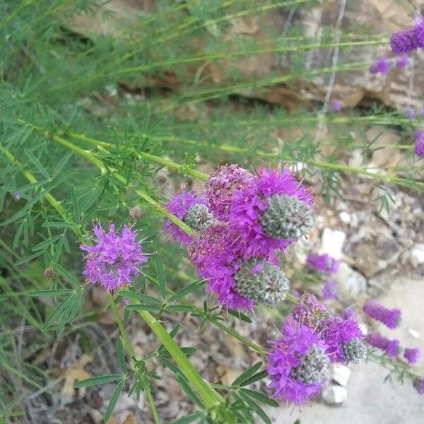 Dalea purpurea Virág