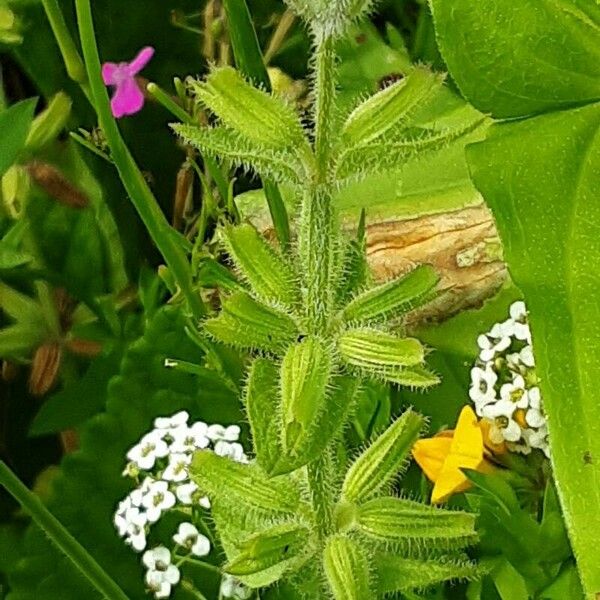 Salvia viridis Frucht