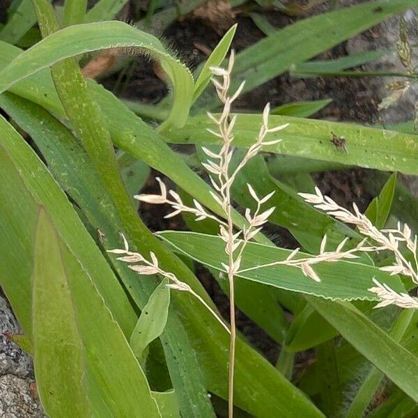 Eragrostis minor Fruit