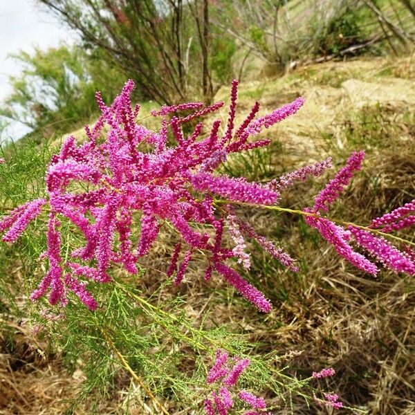 Tamarix ramosissima 花