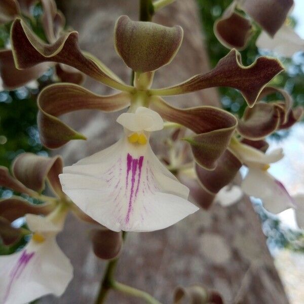 Encyclia cordigera Flower