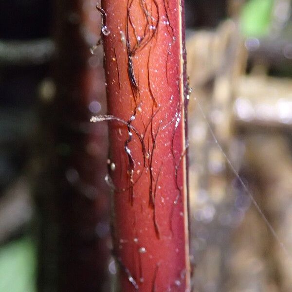 Pteris catoptera Folla