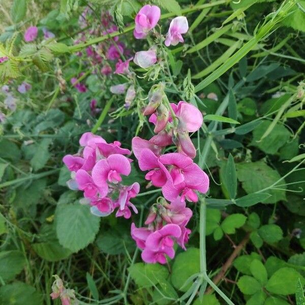 Lathyrus odoratus Fiore