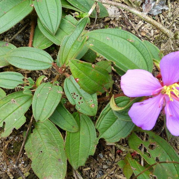 Melastoma malabathricum Ліст