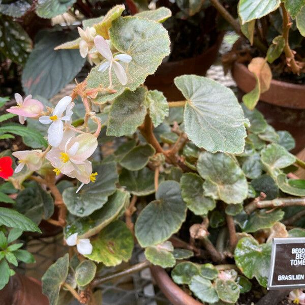 Begonia tomentosa Агульны выгляд