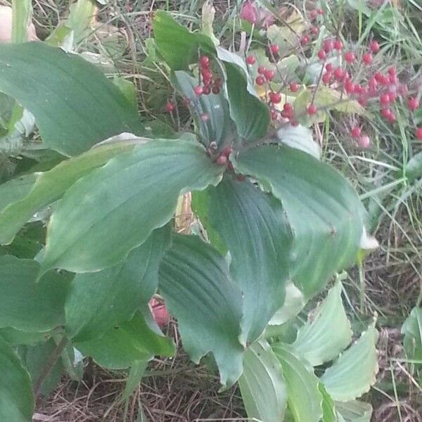 Maianthemum racemosum Hostoa