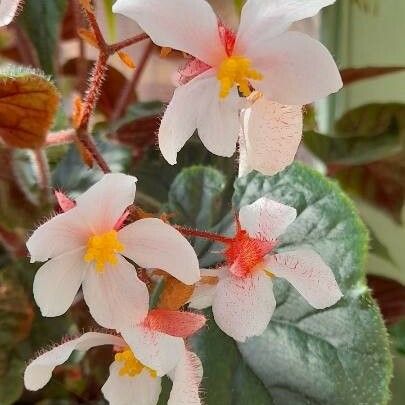 Begonia minor Blüte