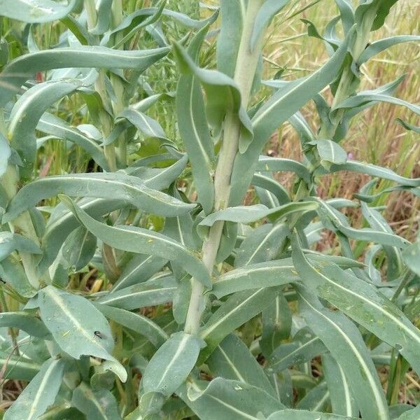 Isatis tinctoria बार्क (छाल)